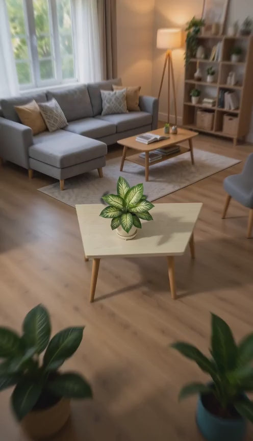 Dieffenbachia Seguine