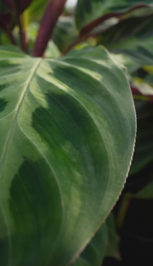 Calathea Warscewiczii