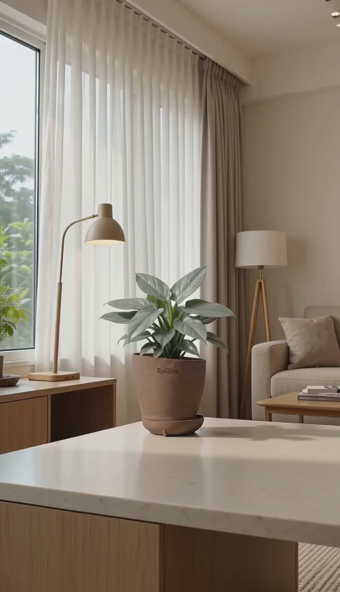 Philodendron Silver Sword