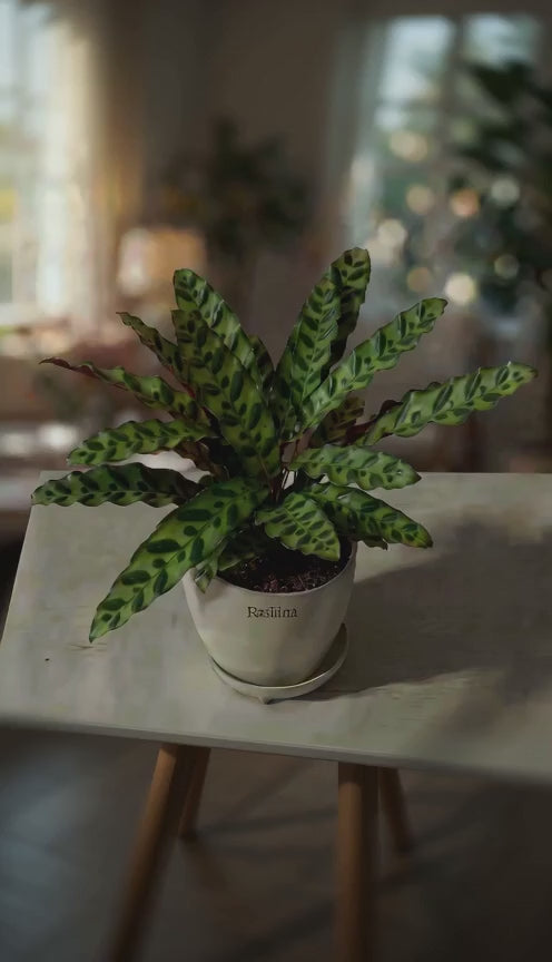 Calathea Lancifolia