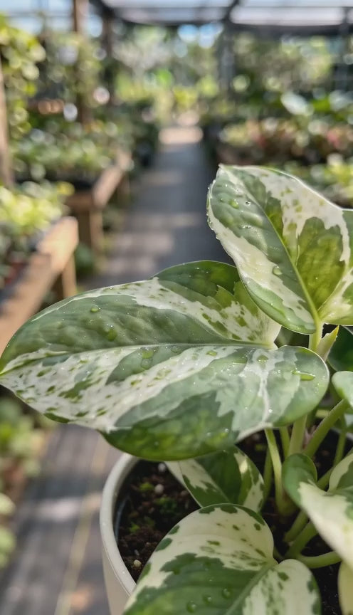 Money Plant Enjoy
