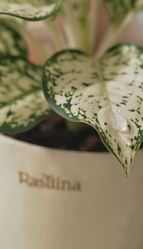 Aglaonema Snow White