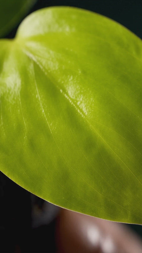 Philodendron Oxy Cardium -  Gold