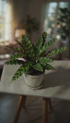 Calathea Lancifolia