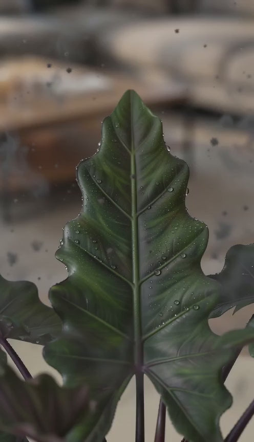 Alocasia Lauterbachiana