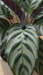 Calathea Louisae
