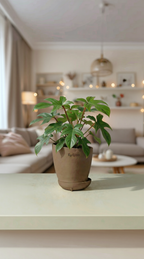 Philodendron Squamiferum
