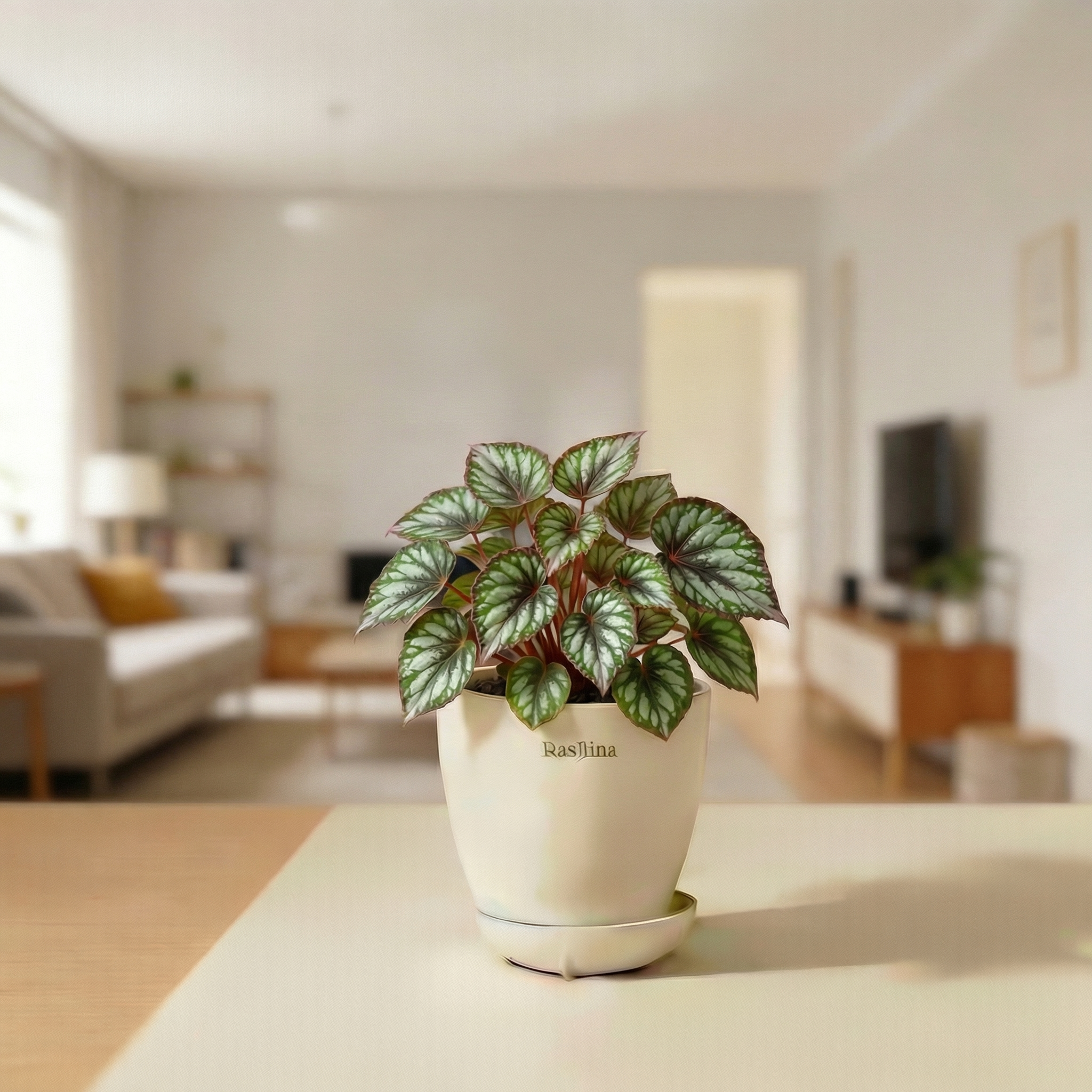 Rex Begonia