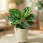Calathea Roseopicta Green Lipstick
