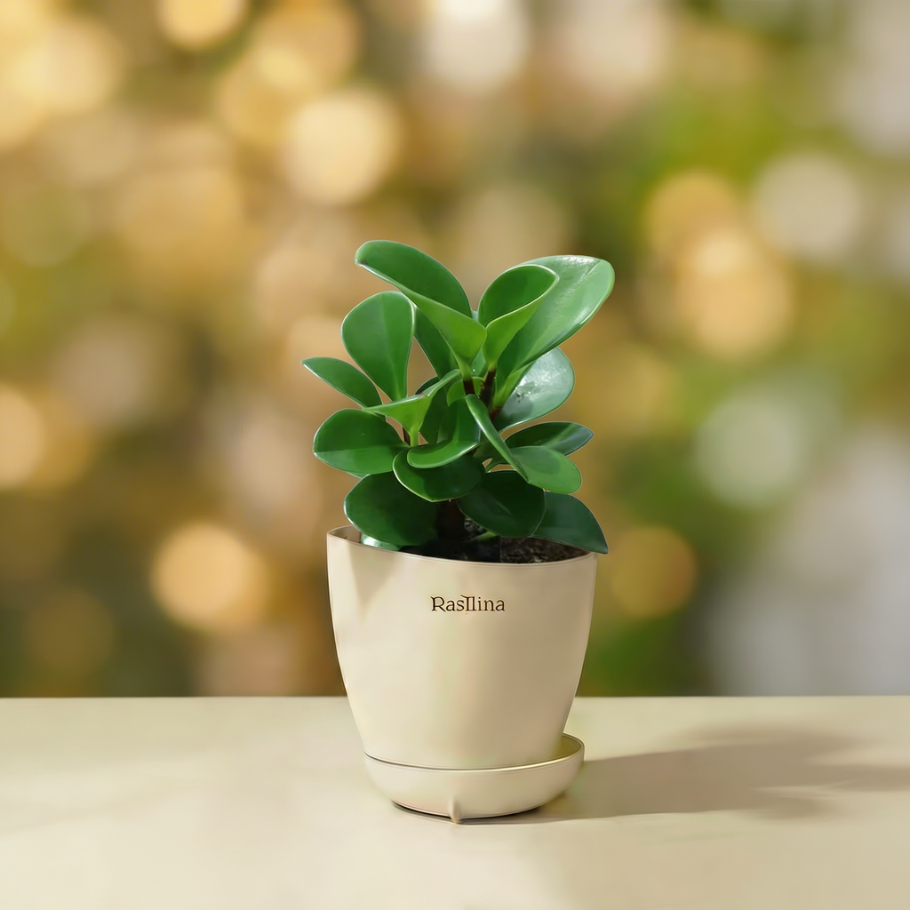 Pepperomia