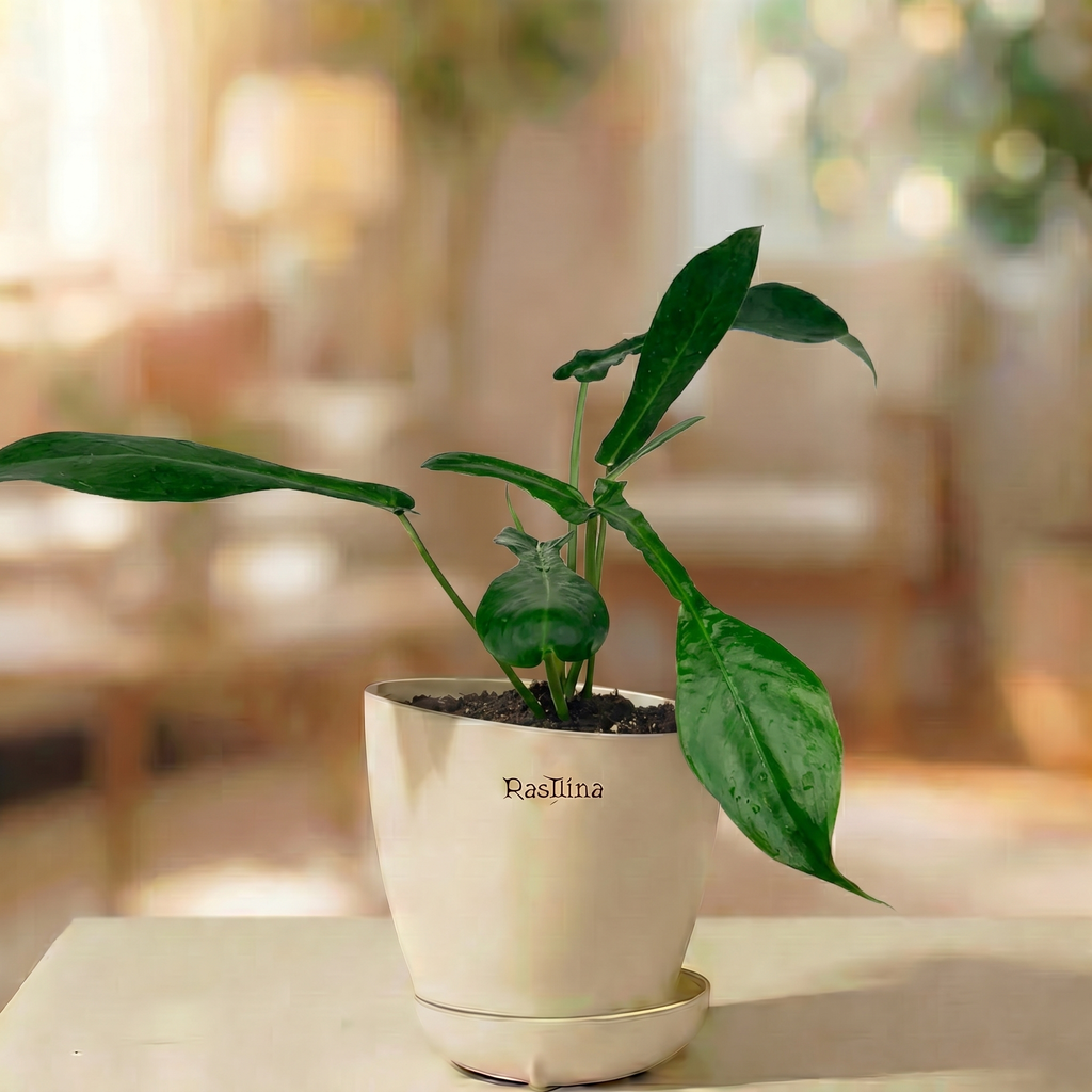Philodendron Joepii