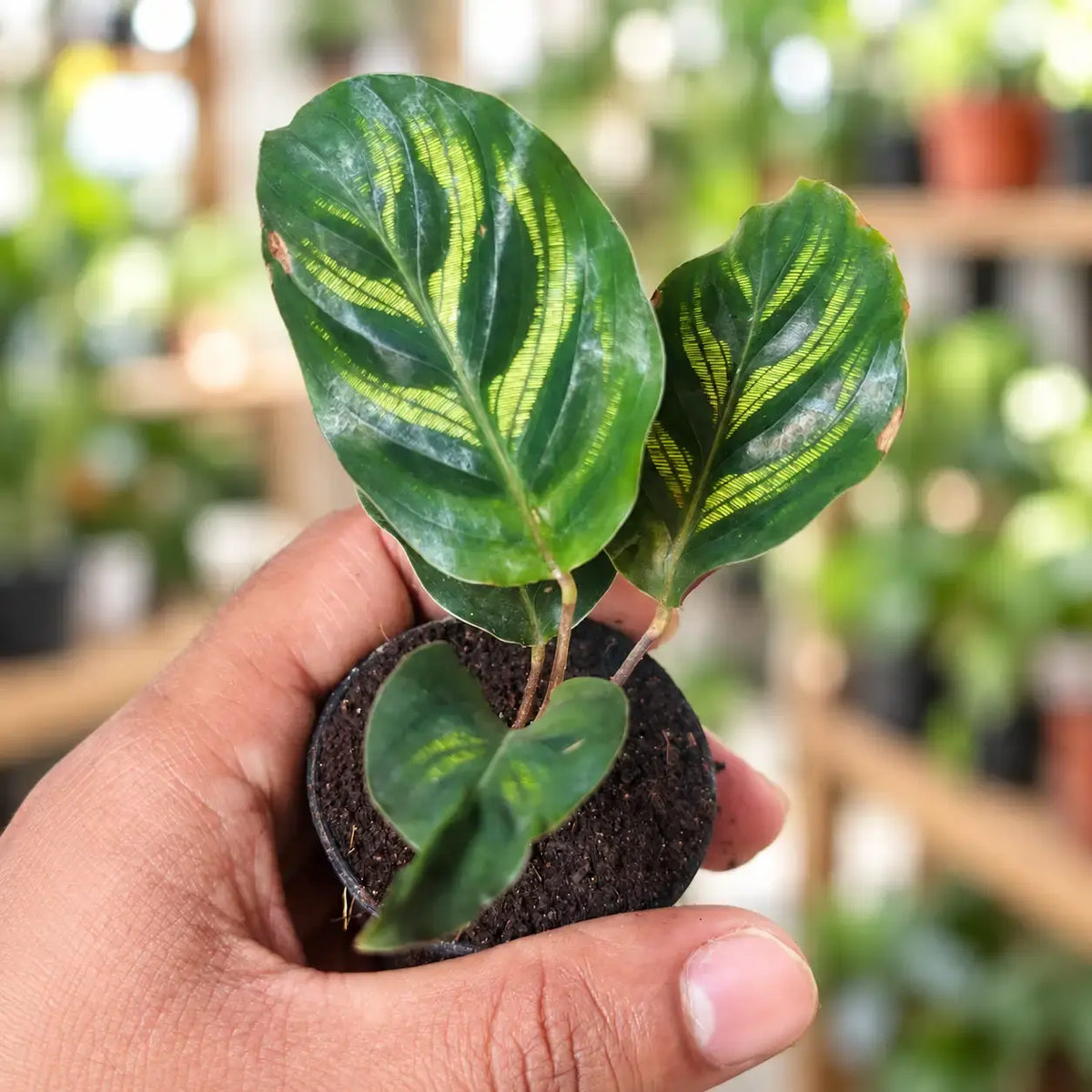 Calathea Insignis
