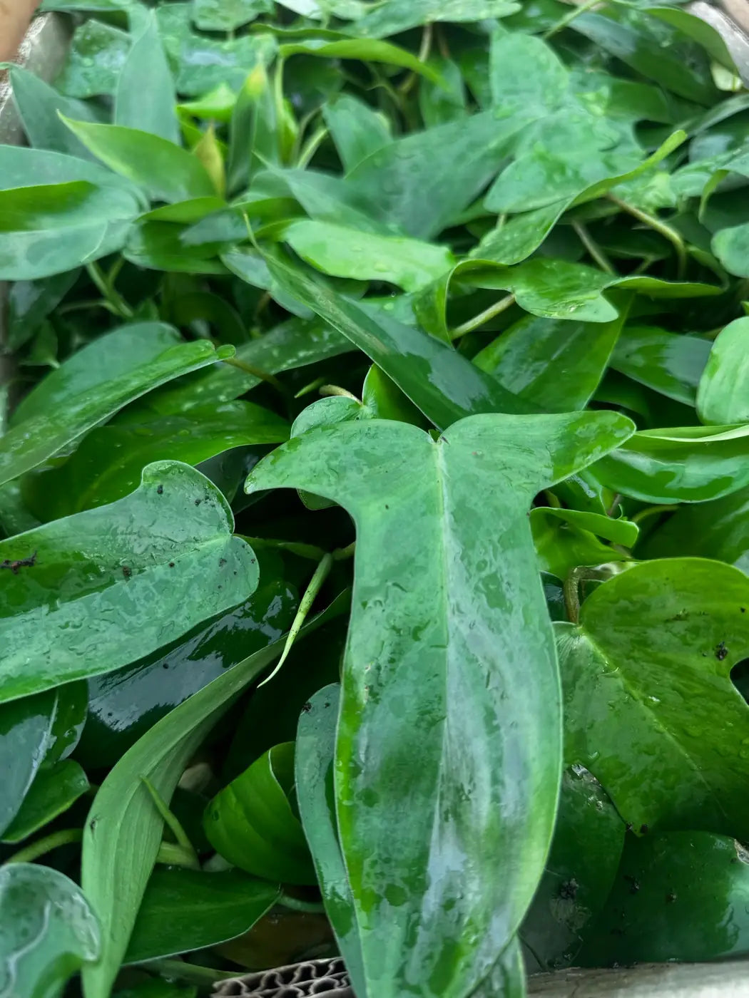 Philodendron Florida Ghost — pale new leaves among green foliage
