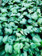 Syngonium Alba — arrowhead leaves with light variegation