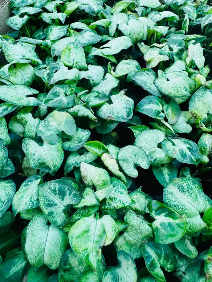 Syngonium Alba — arrowhead leaves with light variegation