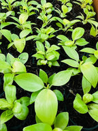 Philodendron Ceylon Gold — golden-green foliage