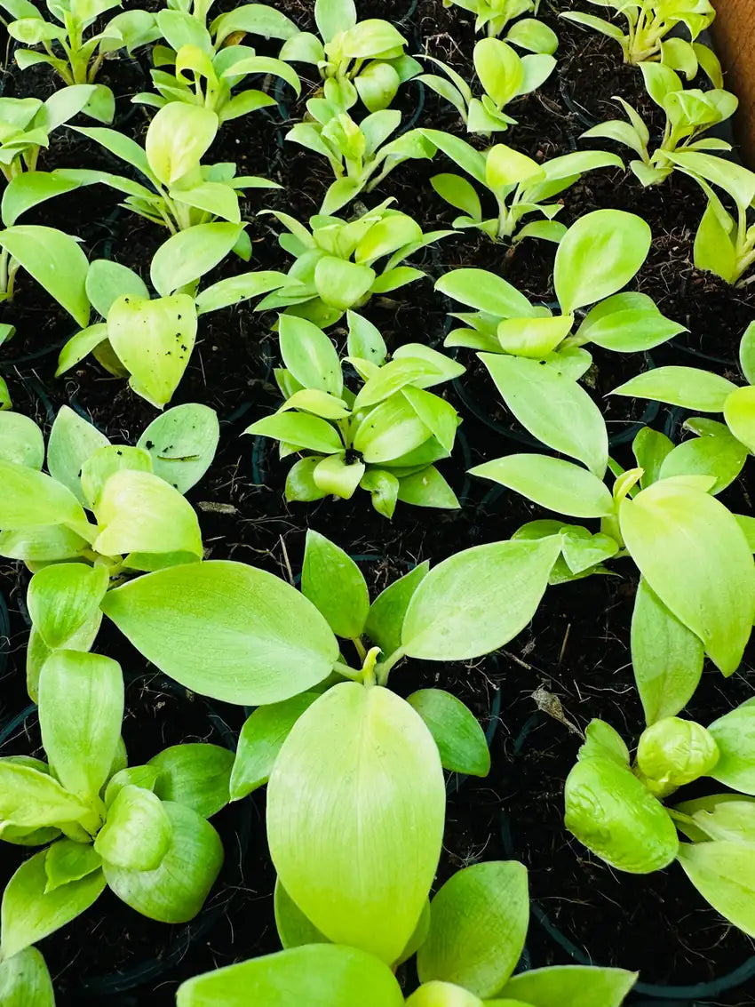 Philodendron Ceylon Gold — golden-green foliage