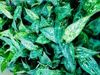 Aglaonema Chinese Evergreen — Chinese evergreen with variegated green leaves