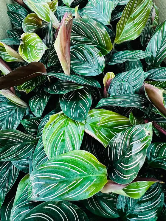 Calathea Ornata — green leaves with fine pink stripes