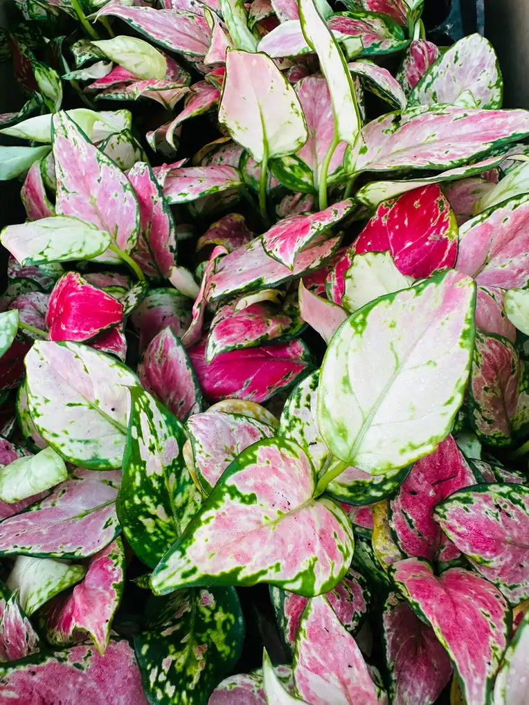 Aglaonema Lady Valentine — Chinese evergreen with colorful patterned foliage