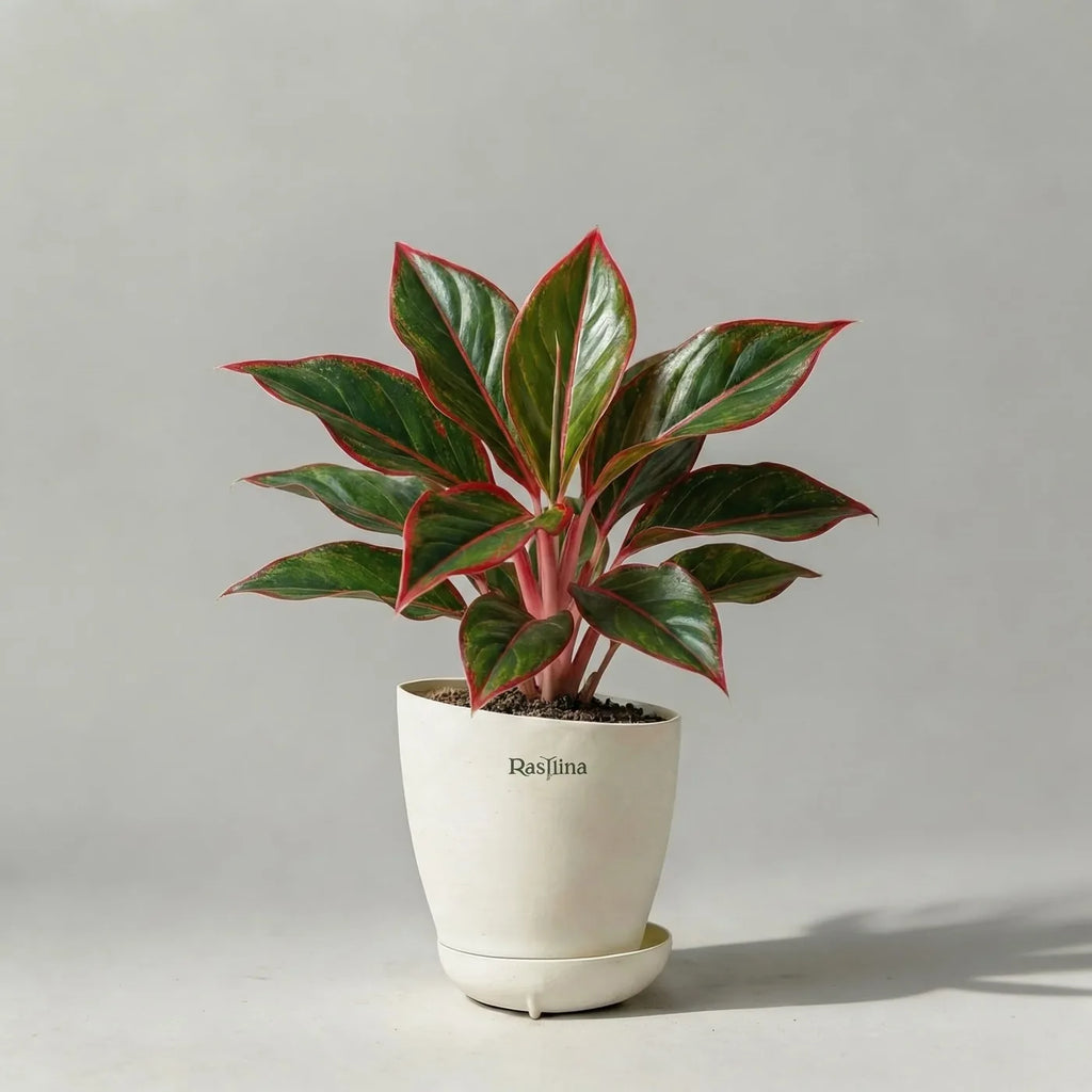 Aglaonema Lipstick Red — Chinese evergreen with red-accented green leaves