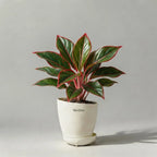 Aglaonema Lipstick Red — Chinese evergreen with red-accented green leaves