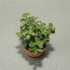 Jade — succulent with fleshy green oval leaves