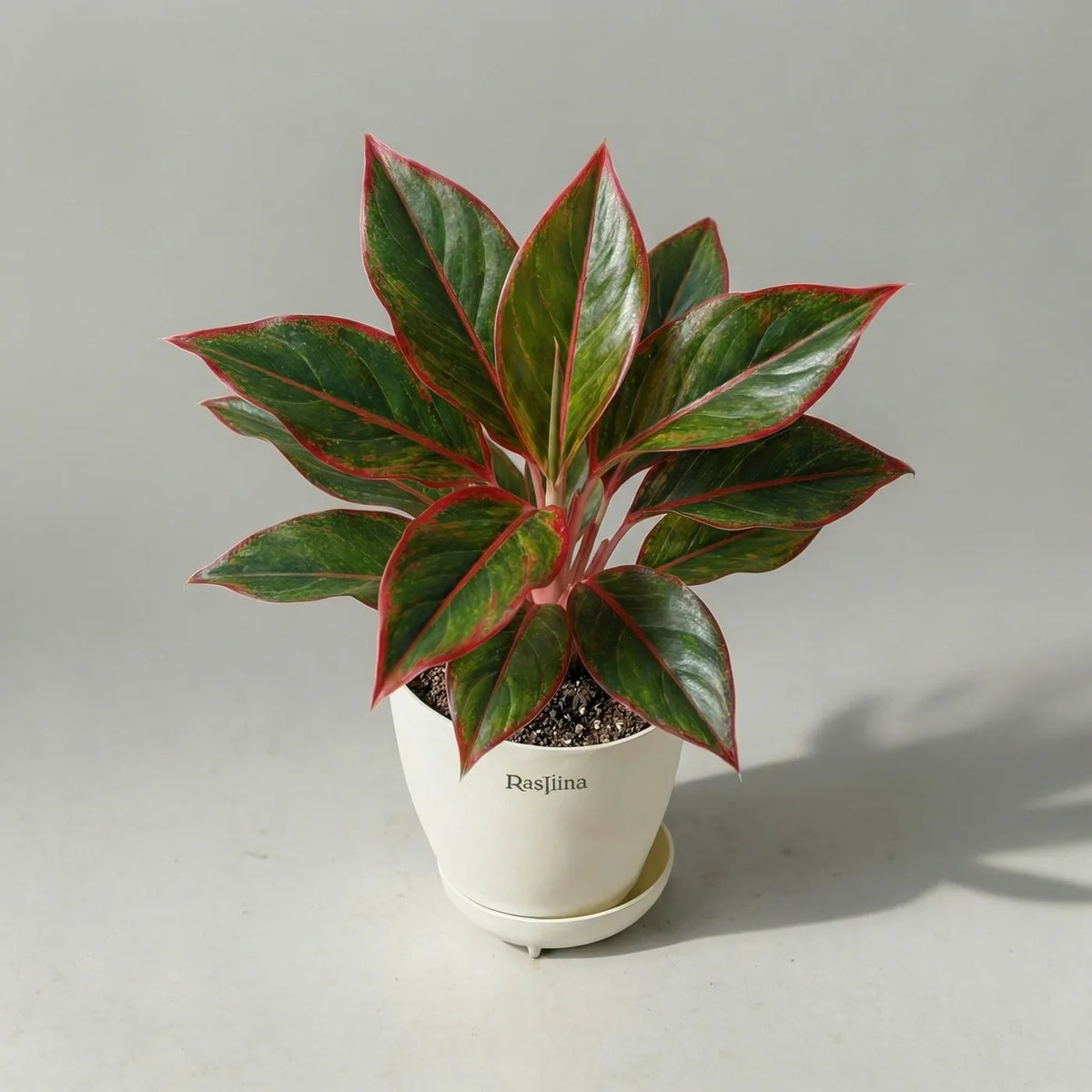 Aglaonema Lipstick Red — Chinese evergreen with red-accented green leaves