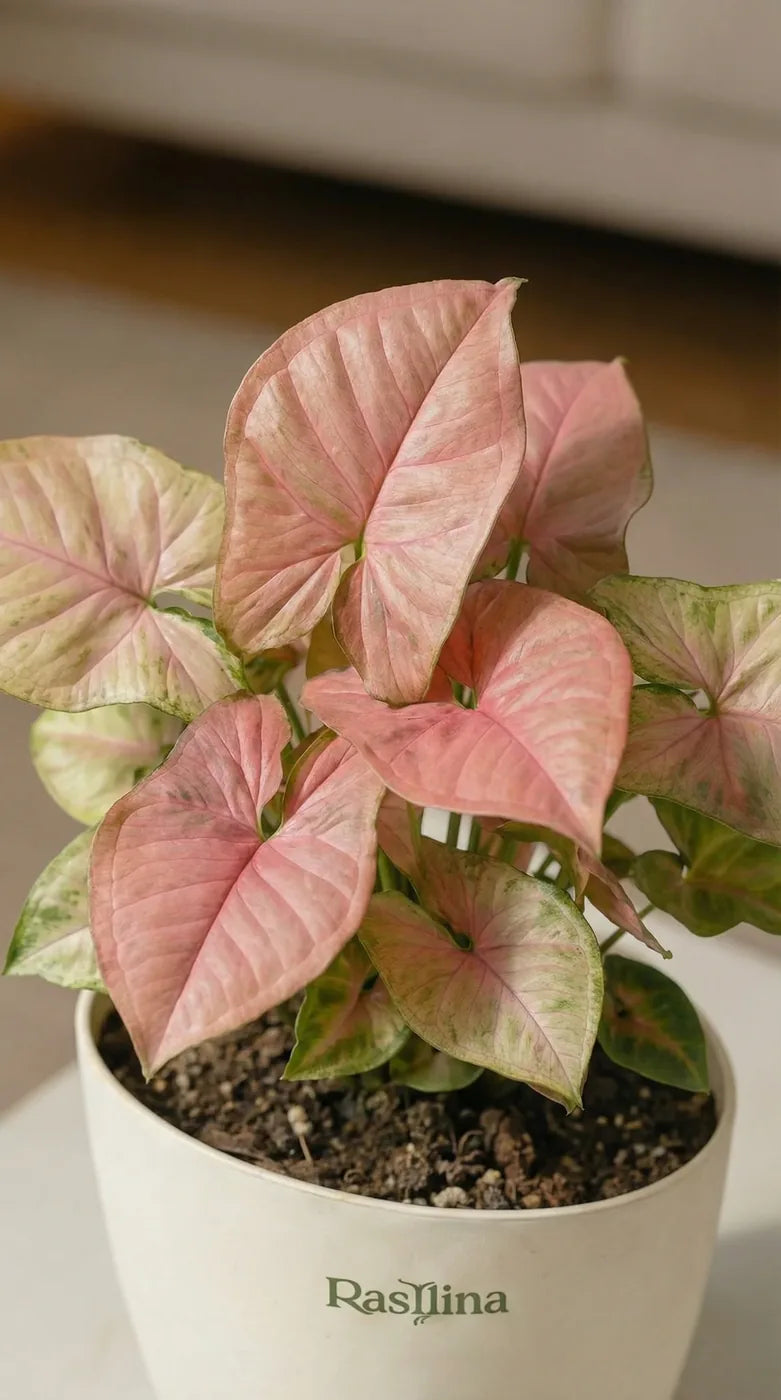 Syngonium Pink — arrowhead foliage with pink tones