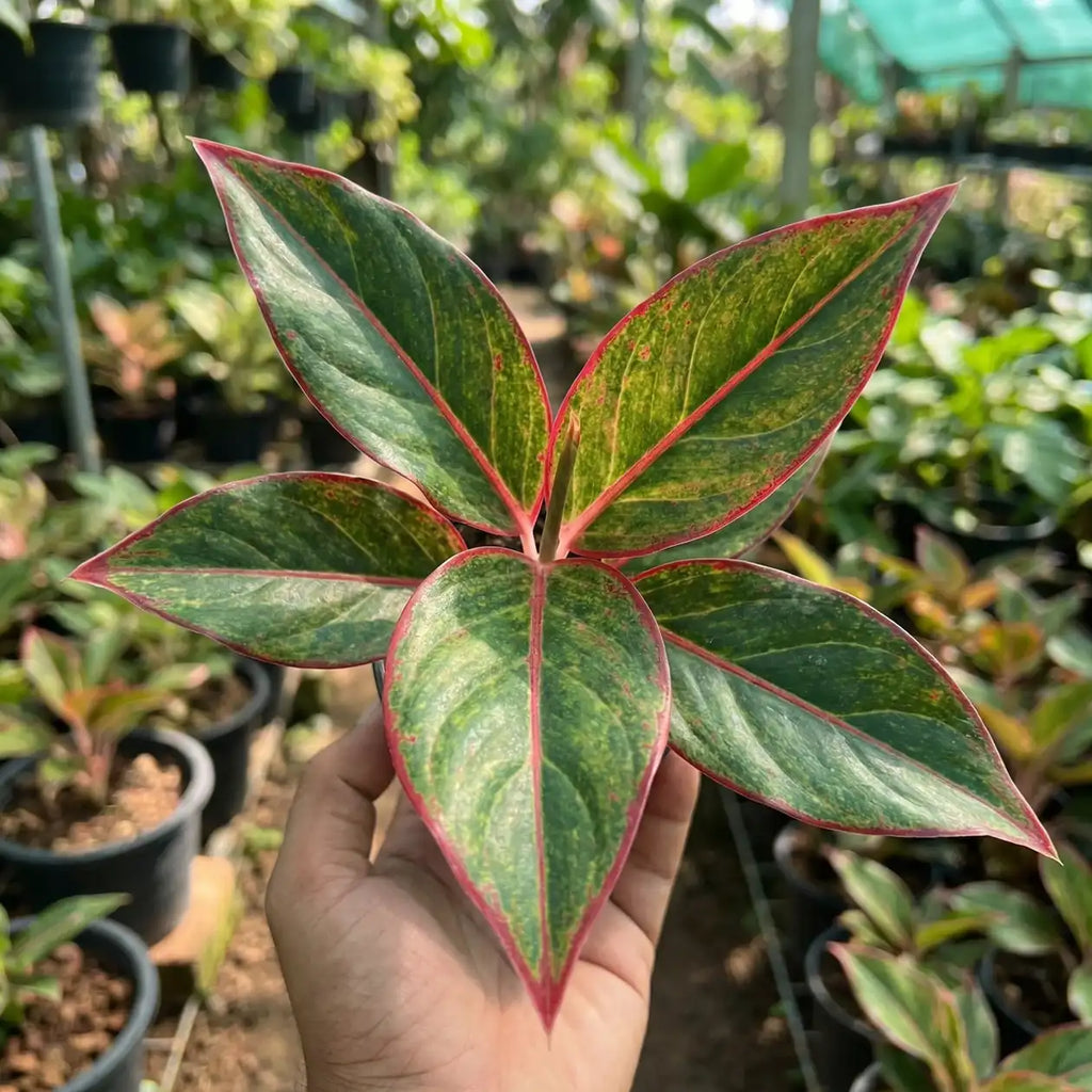 Aglaonema Lipstick Red — Chinese evergreen with red-accented green leaves