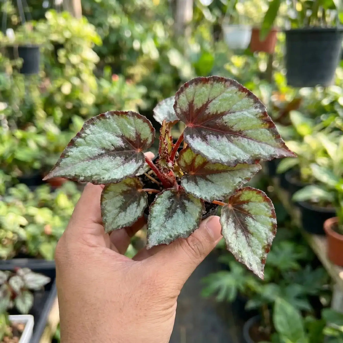 Rex Begonia — colorful houseplant with patterned leaves