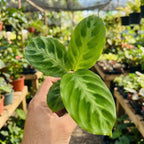 Calathea Warscewiczii — velvety foliage with contrasting leaf patterns
