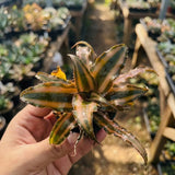 Cryptanthus Bivittatus
