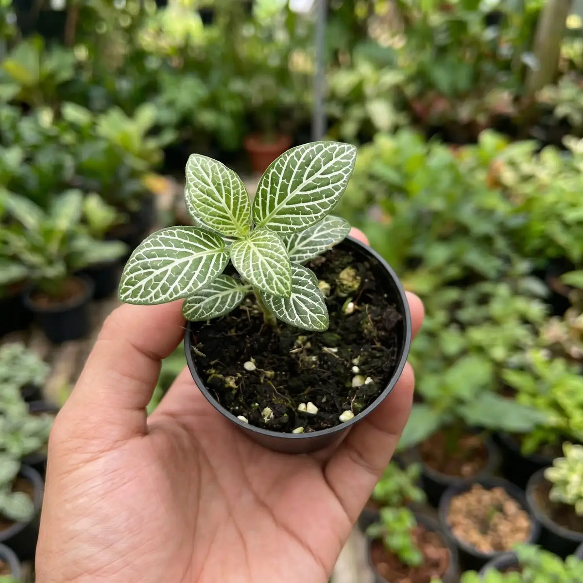 Fittonia — nerve plant with contrasting leaf veins