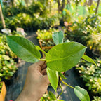 Philodendron Squamiferum — lobed leaves and textured stems