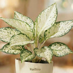 Aglaonema Snow White — Chinese evergreen with pale variegated foliage
