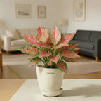 Aglaonema Lady Valentine — Chinese evergreen with colorful patterned foliage