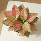 Aglaonema Lady Valentine — Chinese evergreen with colorful patterned foliage