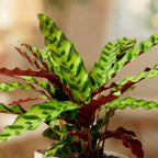 Calathea Lancifolia — patterned leaves with purple undersides