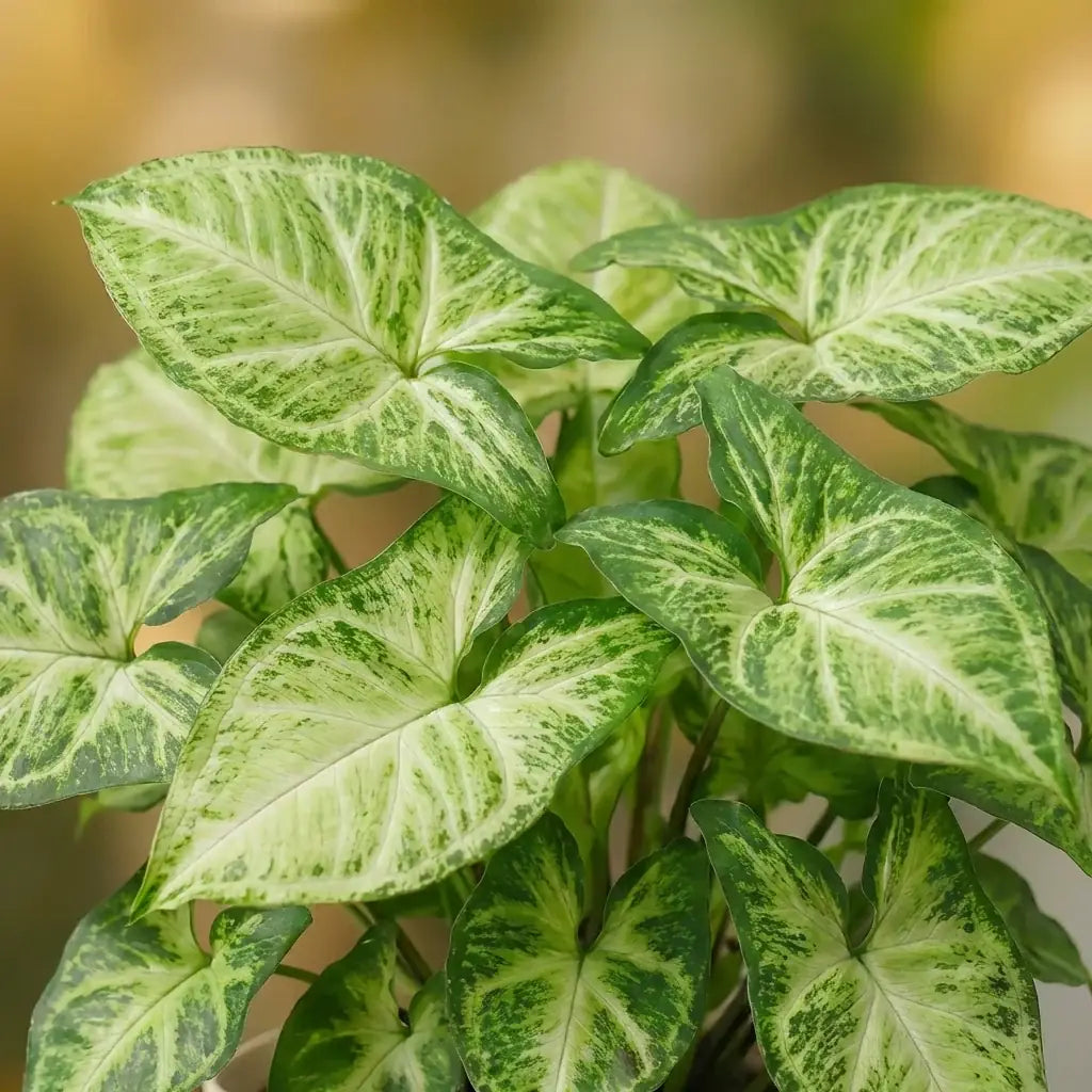 Syngonium Alba — arrowhead leaves with light variegation