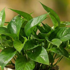 Money Green Plant — money plant with trailing green foliage