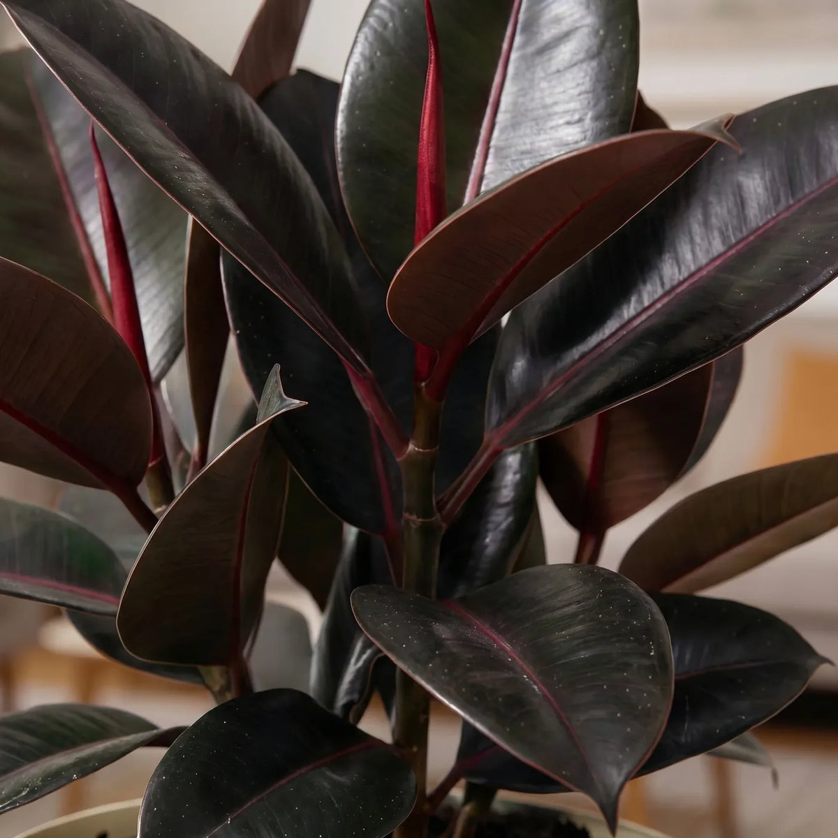 Black Ficus Burgundy - Rubber Plant — rubber plant with glossy dark burgundy-green leaves