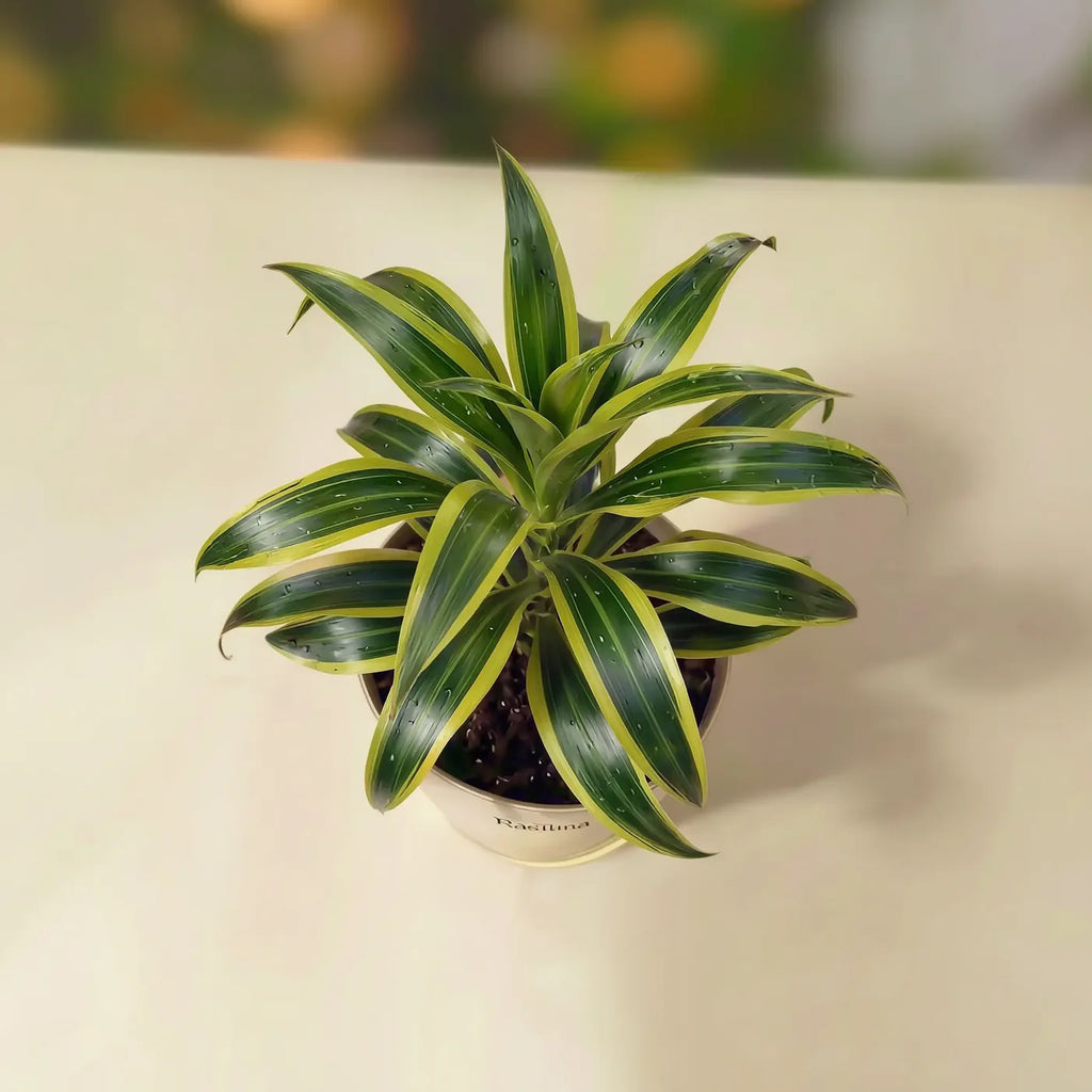 Song of Jamaica — dracaena with striped green foliage