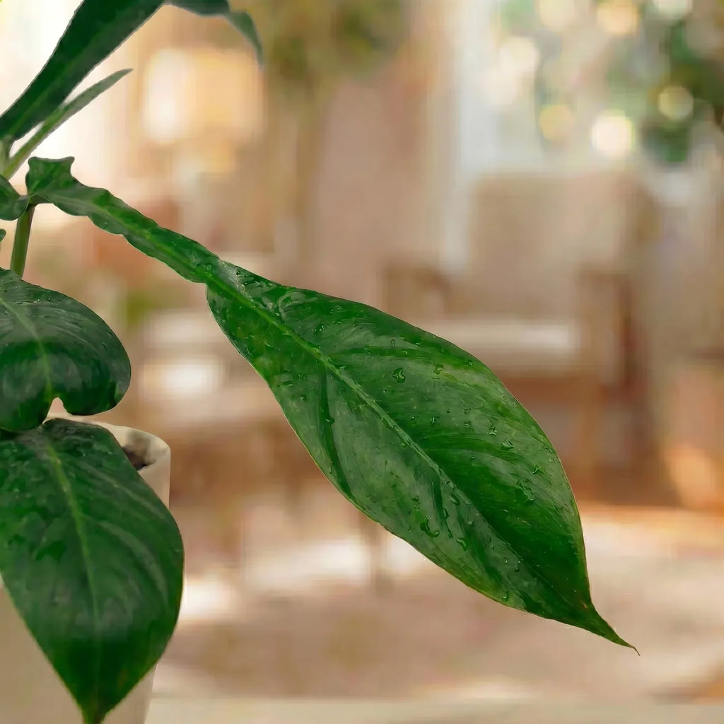 Philodendron Joepii — distinctive lobed tropical foliage