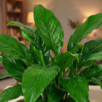 Spathiphyllum - Peace Lily (Indian)