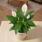Spathiphyllum - Peace Lily (Indian)