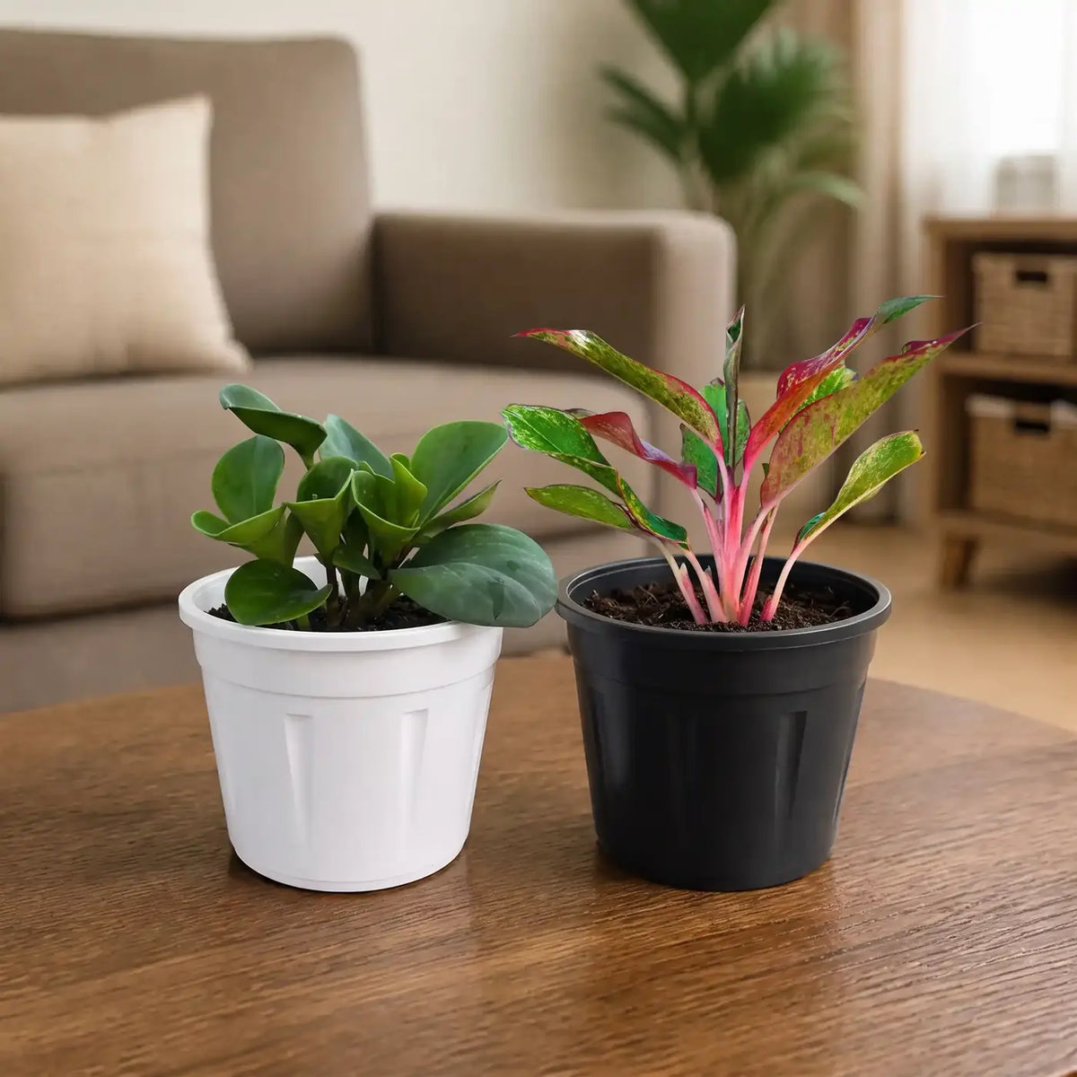 Grow Pot - White & Black Pack of 10 — set of ten black and white grow pots
