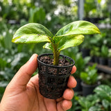 Zz Plant