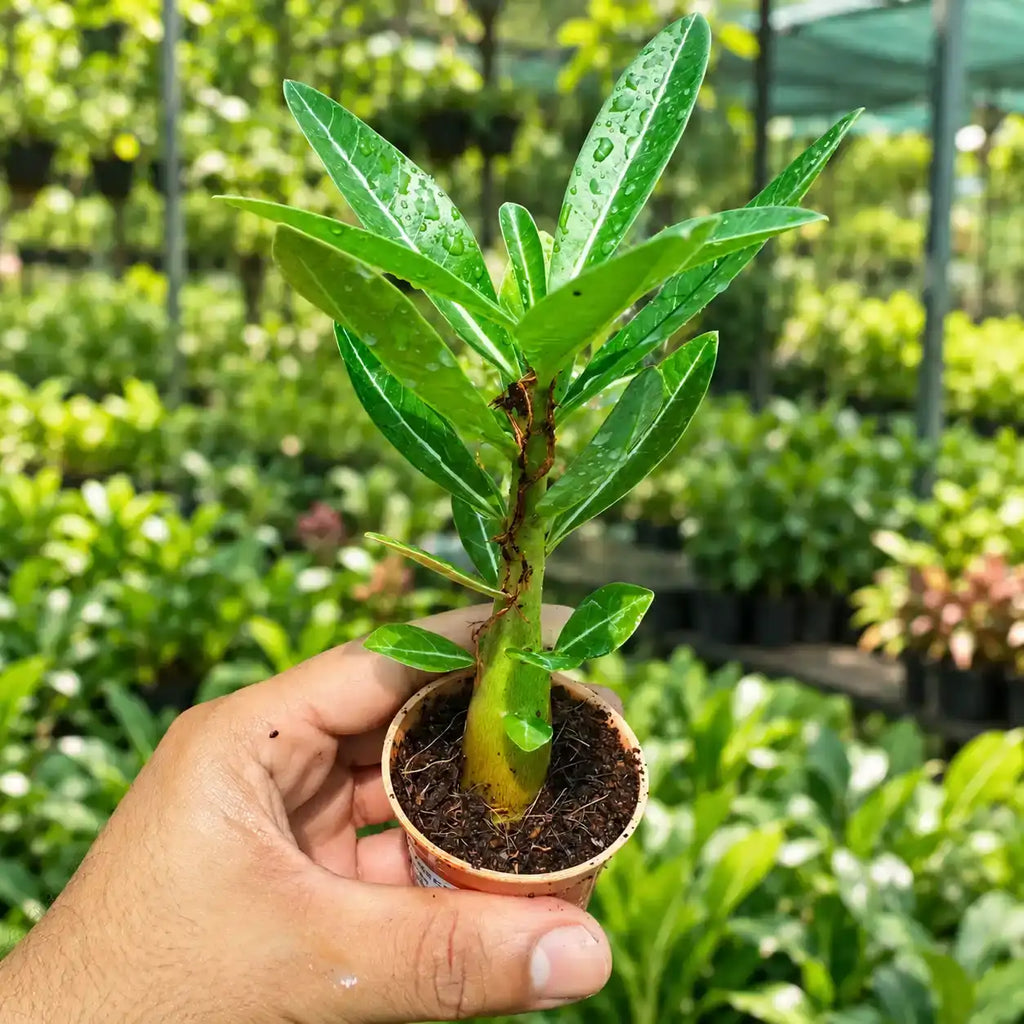 Adenium desert rose plant