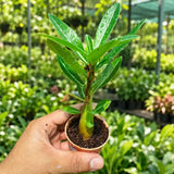 Adenium
